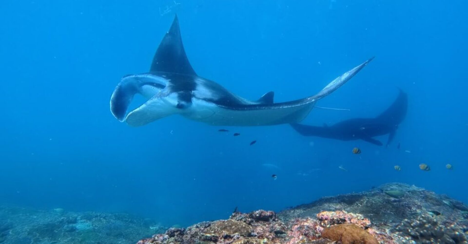Nusa Penida Snorkeling Adventure 3-Spots with Manta Rays (11) Nusa Penida Snorkeling Adventure 3-Spots with Manta Rays (11)