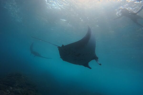Nusa Penida Snorkeling Adventure 3-Spots with Manta Rays (17)