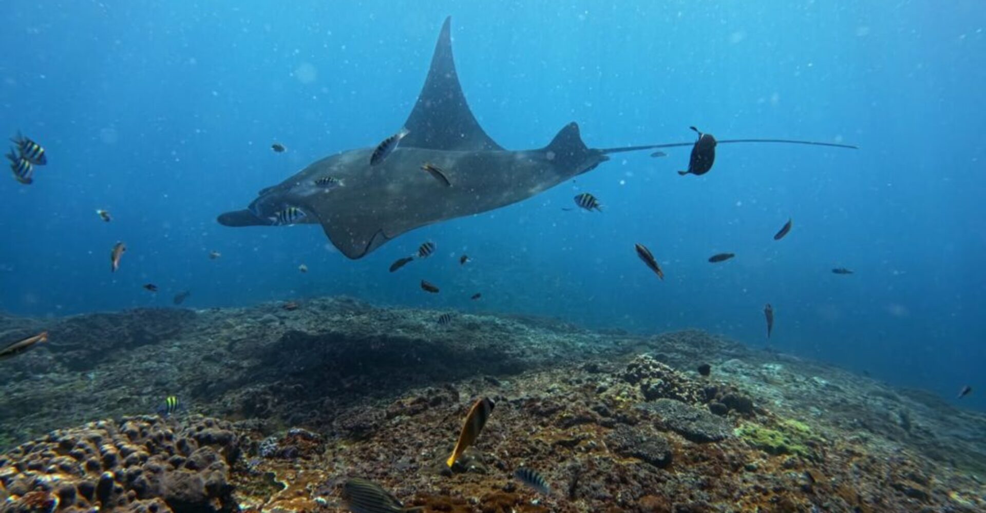 Nusa Penida Snorkeling Adventure 3-Spots with Manta Rays (19) Nusa Penida Snorkeling Adventure 3-Spots with Manta Rays (19)