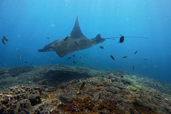 Nusa Penida Snorkeling Adventure 3-Spots with Manta Rays (19)