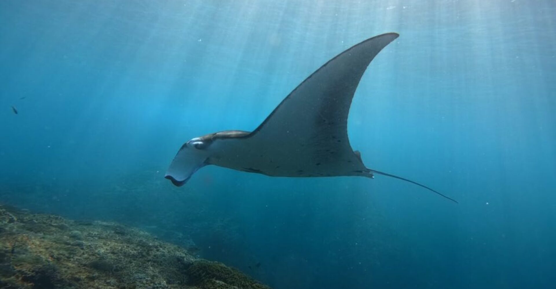 Nusa Penida Snorkeling Adventure 3-Spots with Manta Rays (2) Nusa Penida Snorkeling Adventure 3-Spots with Manta Rays (2)