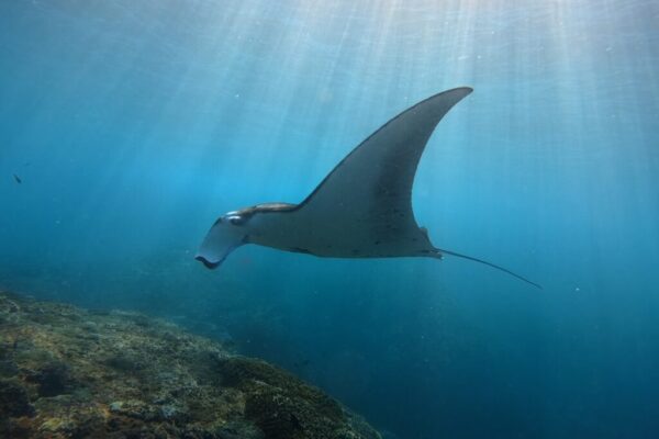 Nusa Penida Snorkeling Adventure 3-Spots with Manta Rays (2)