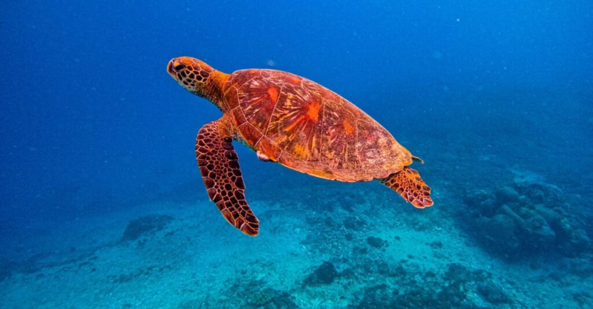 Nusa Penida Snorkeling Adventure 3-Spots with Manta Rays (24) Nusa Penida Snorkeling Adventure 3-Spots with Manta Rays (24)