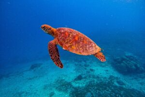 Nusa Penida Snorkeling Adventure 3-Spots with Manta Rays (24)