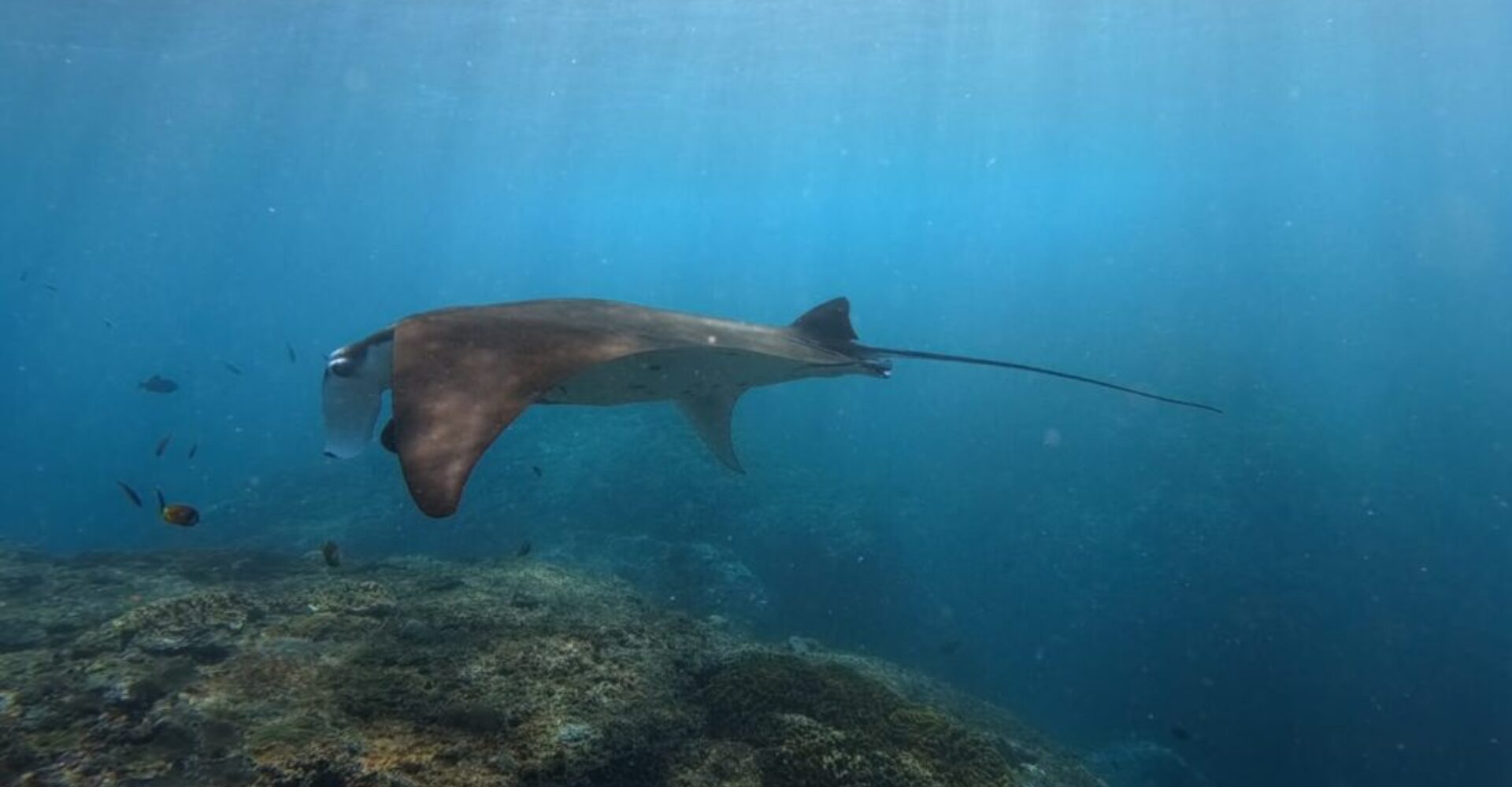 Nusa Penida Snorkeling Adventure 3-Spots with Manta Rays (3) Nusa Penida Snorkeling Adventure 3-Spots with Manta Rays (3)
