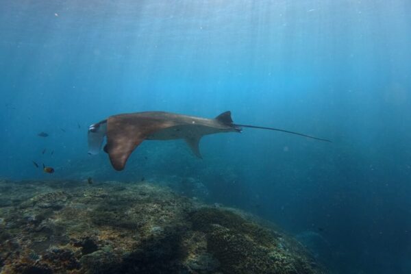 Nusa Penida Snorkeling Adventure 3-Spots with Manta Rays (3)