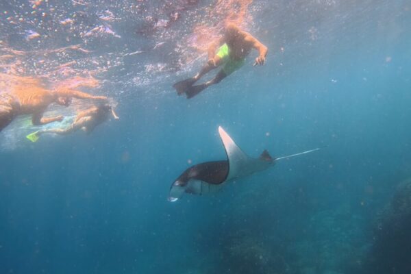 Nusa Penida Snorkeling Adventure 3-Spots with Manta Rays (6)